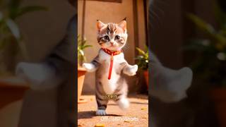 smart cat dance  amazing dance cat cute funnyvideo [upl. by Ylnevaeh822]