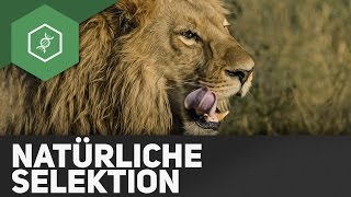 Natürliche Selektion – Evolution [upl. by Enasus]