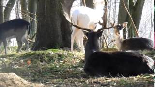 Wildpark Bad Malente Gremsmühlen 022015 [upl. by Ahsieyk460]