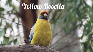 Yellow Rosella close up [upl. by Botti]