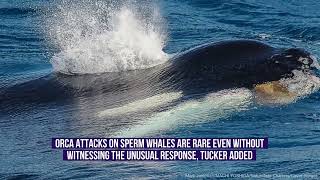 Sperm Whales Thwart Killer Whale Attack With PooClear Deterrent [upl. by Favian]