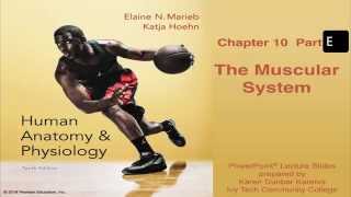 Anatomy and Physiology Chapter 10 Part E Lecture The Muscular System [upl. by Jena15]