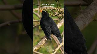 The Blackbird song is a natural treasure shorts [upl. by Enrico683]