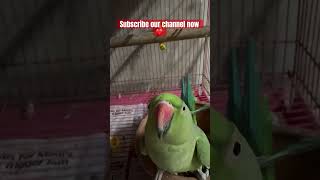 Mithu bete parrot talkingparrot parrottalking parrotlover mytalkingparrot ytshorts ytviral [upl. by Atteval]