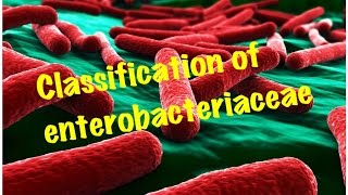 Medical Video Lecture Enterobacteriaceae ClassificationMicrobiology [upl. by Luebke]