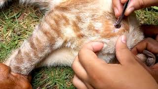 BERNE EM GATO  FOMOS RETIRAR BERNES DO GATO DA NOSSA VIZINHA  REMÃ‰DIOS NATURAIS EM ANIMAIS [upl. by Ennahtur]