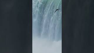 Bird behind Victoria Falls Zimbabwe shorts shortsvideo ytshorts [upl. by Orat316]