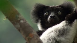 Science Bulletins Lemurs of Madagascar—Surviving on an Island of Change [upl. by Ailegnave633]