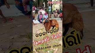 💫💯⚡KAJALA SHEEPS  JAMPALI FIELD VIRAL SHORT [upl. by Fe]