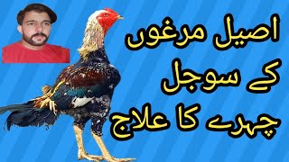 Aseel murgo ke sojal Chehre ka ilaaj اصیل مرغوں کے سوجل چہرے کا علاج [upl. by Bohlen692]