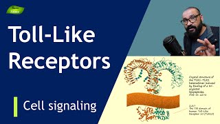 Tolllike receptors  Structure and Function  Types  PRRs Immunity  Basic Science Series [upl. by Ecinreb]