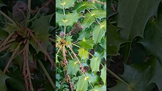 What Does Mahonia Look Like wildfood foraging [upl. by Arehahs]