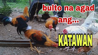 PAANO GAWING BULTO AT BUKA ANG MGA KATAWAN NG ATING MGA STAGTHE FARMBOY VLOG [upl. by Dusen123]