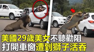 美國29歲權遊女特效師，不聽勸阻“强行”打開車窗，慘遭獅子活吞，場面嚇壞救援人員腦洞大開 世界之最 動物 出類拔萃 动物 災難 美國 top 狮子 [upl. by Areik958]