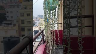 Curio radicans  plant in my Am garden 🏡like 👍share👉subscribe 🔔 [upl. by Ahsiet]