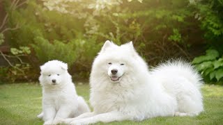 How to Manage a Samoyeds Barking Tendency [upl. by Llenrahs]