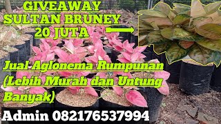 PROMO AGLONEMA RUMPUNANTernyata Lebih Murah dan Untung Banyak [upl. by Longley]