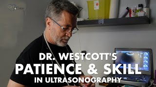 See How Ultrasound Helps Diagnose Cushings Disease in a Dog [upl. by Ailahk]