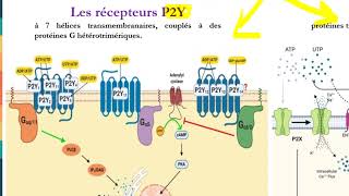 Leçon 17  Récepteurs Ionotropiques [upl. by Ennaed732]