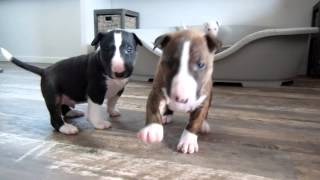 Bull Terrier puppy 4 weeks old goes crazy for the camera [upl. by Eonak689]