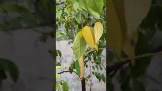 Beautiful terrace garden song music love viralvideos youtubeshorts viralshort [upl. by Anivol]