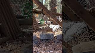 Zen Hens Transform Your Coop with Reiki amp Meditation [upl. by Skutchan333]