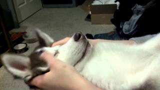 Husky puppy demands massage [upl. by Nnyloj]