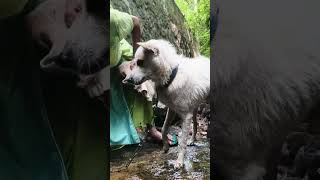 ഈ സ്നേഹം കാണാതെ പോകല്ലേ 🐕‍🦺dog lover 😍dog malayalam channel video pets doglover youtube [upl. by Adyam]