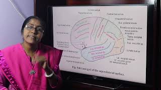 Lecture On Sulci and Gyri Of The Cerebrum [upl. by Huai279]