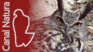 Búho real Bubo bubo Eurasian Eagleowl 4K [upl. by Emiline]