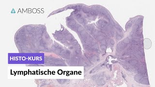 Histologie Lymphatische Organe Lymphknoten Milz Tonsillen GALT Thymus  AMBOSS Video [upl. by Rickie]