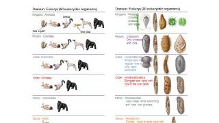 BI280 Chapter 1 The Main Themes of Microbiology  Part 3 of 3 [upl. by Okechuku]