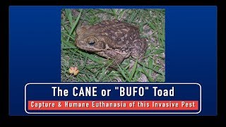 Cane Toads  Capture and Humane Euthanasia of this Invasive Pest [upl. by Olethea]