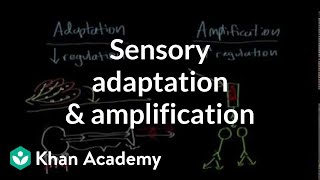 Sensory adaptation and amplification  Processing the Environment  MCAT  Khan Academy [upl. by Acired]