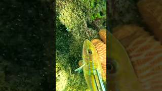 Three Prong Weke’a’a Hawaiian Yellow Striped Goat Fish spearfishing viral [upl. by Mervin787]