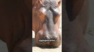 Il Latte di Ippopotamo è Rosa🦛 latterosa informazionidivertenti curiositàscientifiche zoologia [upl. by Vaas]