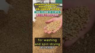 small business wheat flour mill with cleaning and washing partflourmill [upl. by Urban133]