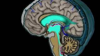 Animation of CSF Circulation [upl. by Mignon]