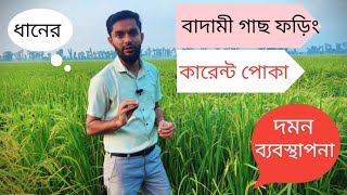 রোপ আমন ধানের Bph Brow planthopper বাদামী গাছ ফড়িং কারেন্ট পোকা ও তার দমন ব্যবস্থাপনা। [upl. by Naek296]