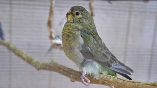 parakeet with splayed leg 🥺 [upl. by De Witt]