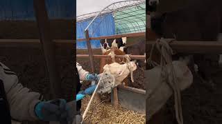 Dehorning procedure to reducing risk of hurting others Cattle [upl. by Ailic]