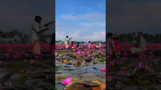 lotus beutifull flowage 🌷  daily shorts video [upl. by Seibold]