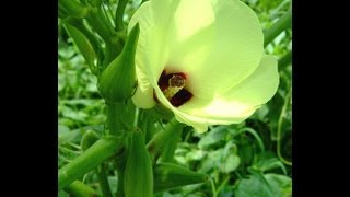 Okra Fertilizing amp Mulching [upl. by Aisinut482]