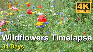 Beautiful Wildflowers Timelapse  Growing Moving and Flowering  4K UHD [upl. by Nawak104]