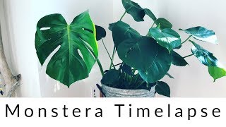 Monstera Deliciosa Time Lapse [upl. by Hank]