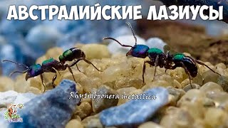 Завел АВСТРАЛИЙСКИХ металлических муравьев ● Rhytidoponera metallica [upl. by Campos]