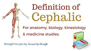 Cephalic Definition Anatomy Biology Kinesiology Medicine [upl. by Odnumde]