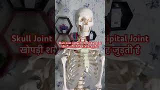 Skull Joint  AtlantoOccipital joint  खोपड़ी गर्दन पर किस जगह जुड़ती है shorts  Video [upl. by Remliw]