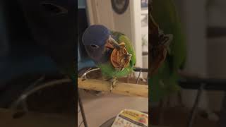 walnuts time pionus parrot drogon blueheadpionus [upl. by Ru]