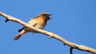 Gartenrotschwanz Gesang Rødstjert sang Common Redstart Song Gekraagde Roodstaart Geluid [upl. by Freed]